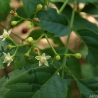 Cipadessa baccifera (Roth) Miq.